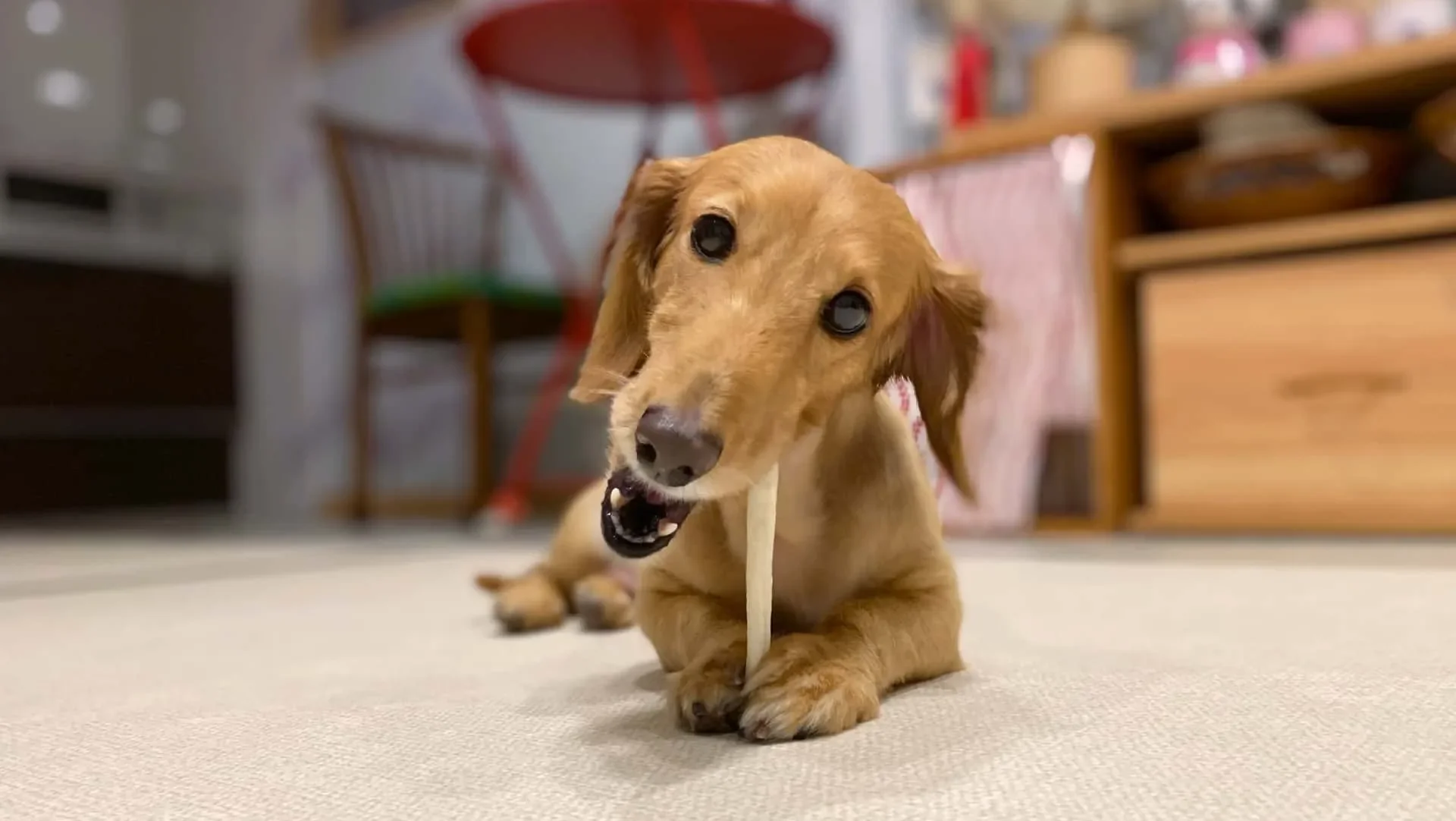 犬のケア