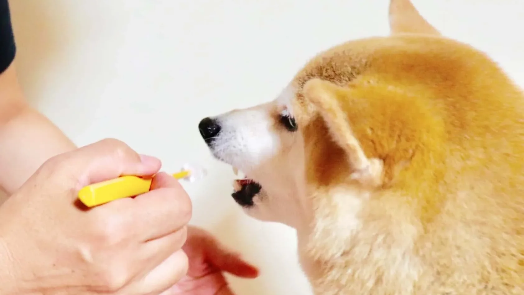 犬が歯磨きを嫌がる理由