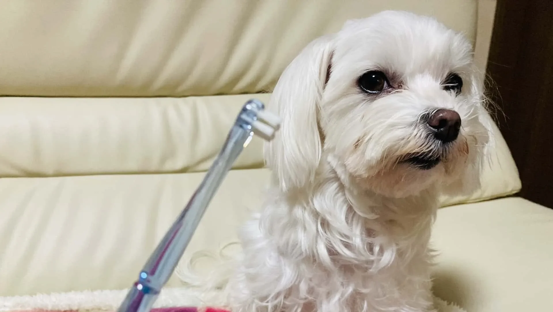 犬が歯磨きを嫌がる理由