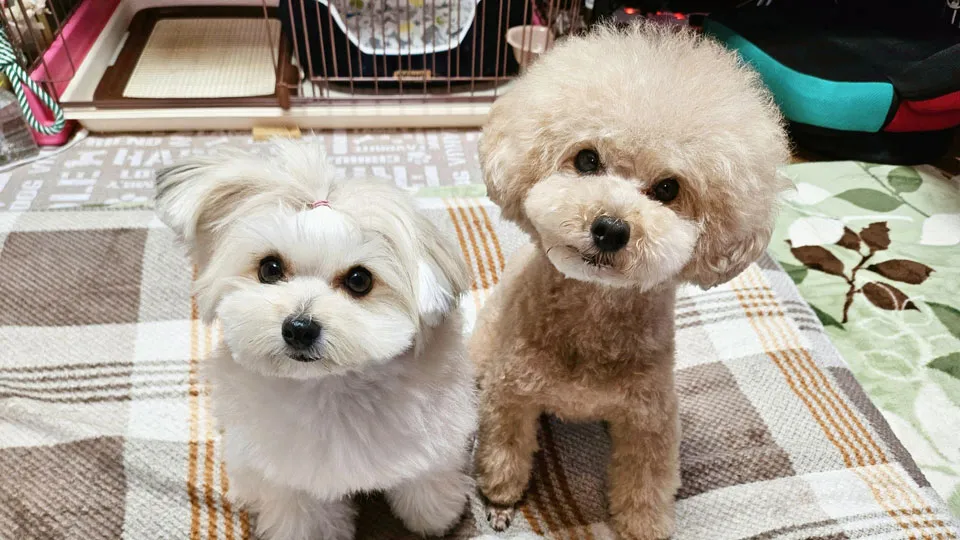 多頭飼いで起こる「甘え上手」と「控えめな子」の格差