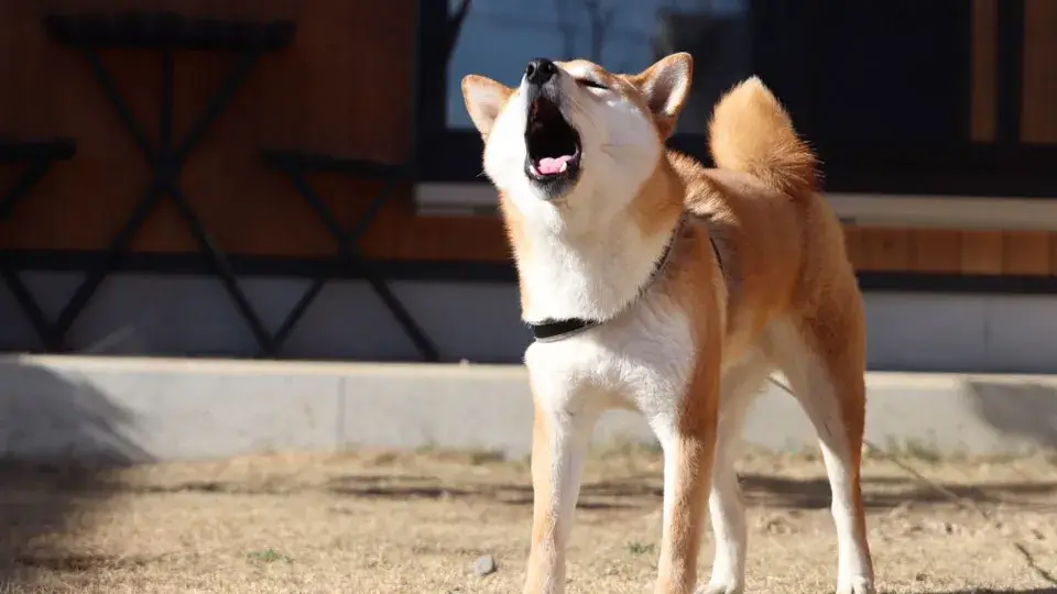 1. なぜ成長とともに来客へ吠えるようになるのか？