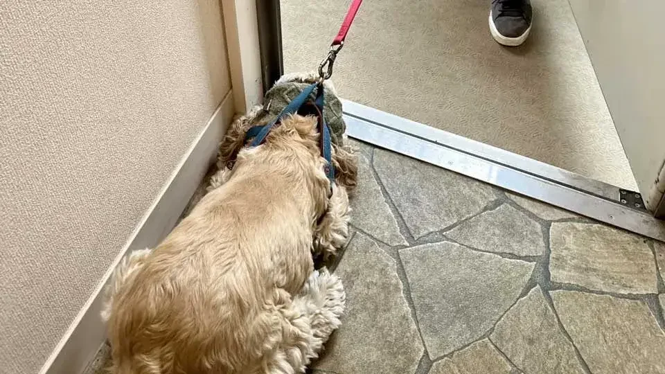 犬がお散歩を嫌がる原因