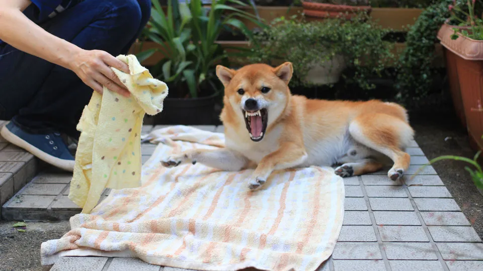 なぜ飼い主の言うことは聞かないのにトレーナーの言うことは聞くのか？