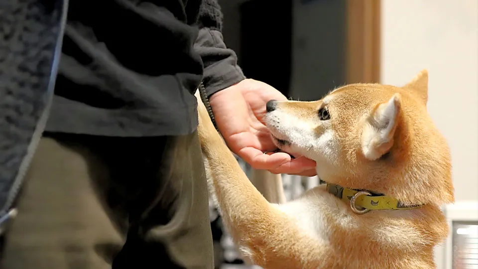 多頭飼いで起こる「甘え上手」と「控えめな子」の格差