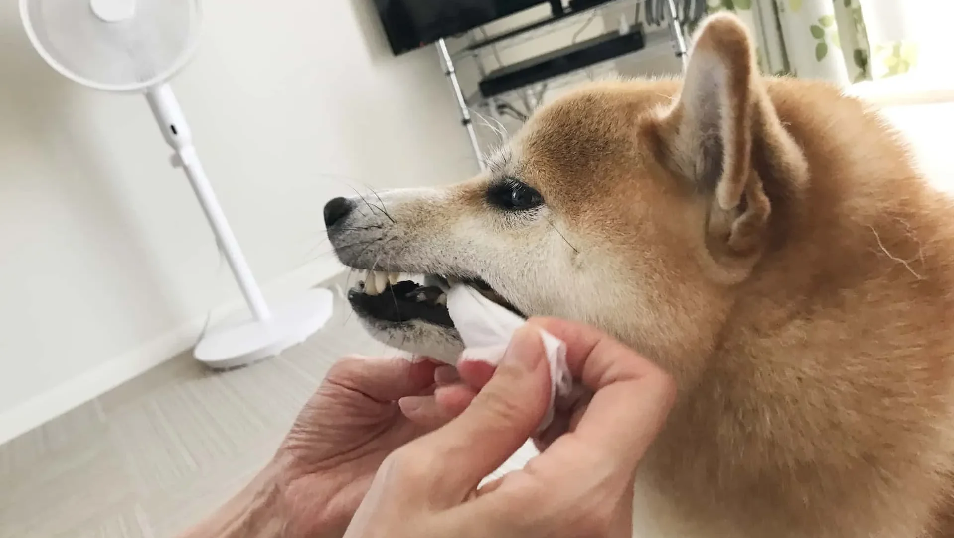 犬のケア