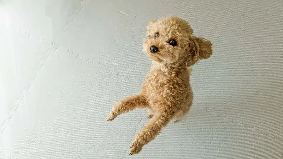 なぜ犬は食事の前にこれほど興奮するのか？