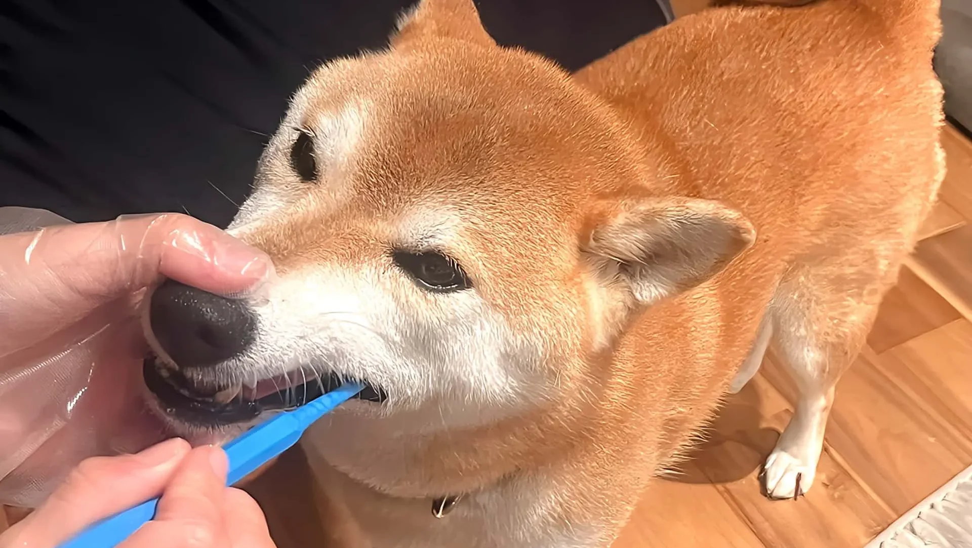 柴犬の歯磨き