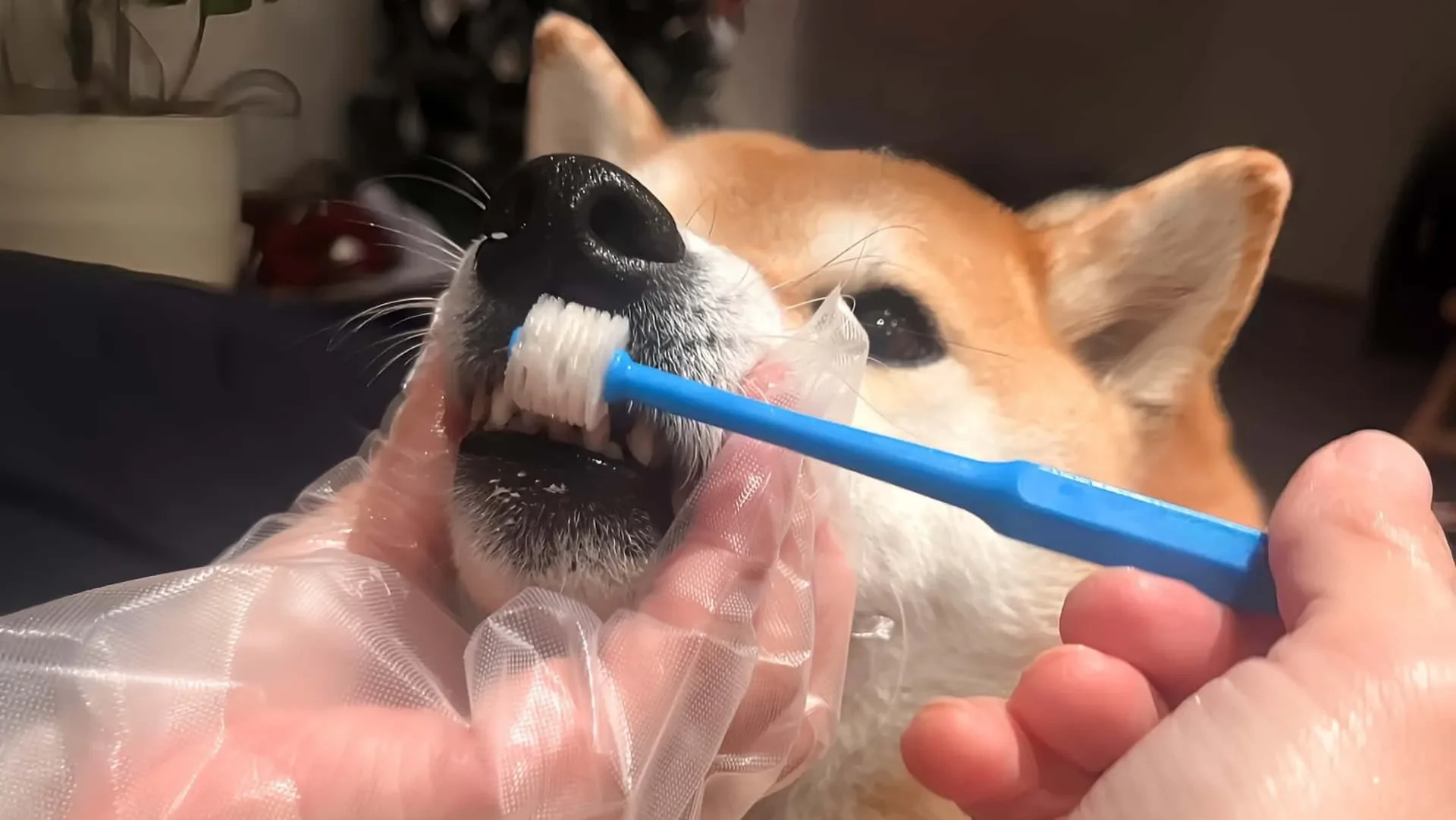 犬のトレーニングで大切なこと