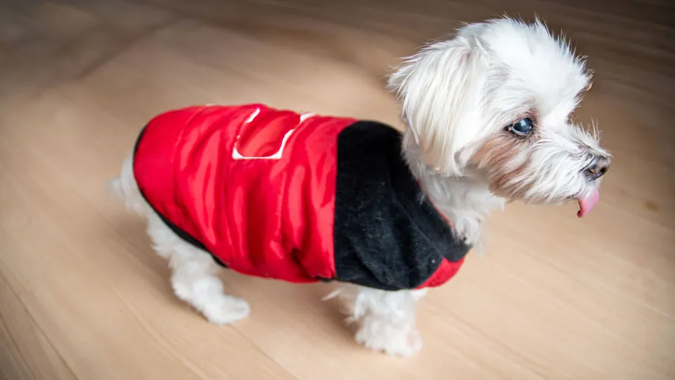 「自由」＝「幸せ」ではない？愛犬に必要なのは「安心」