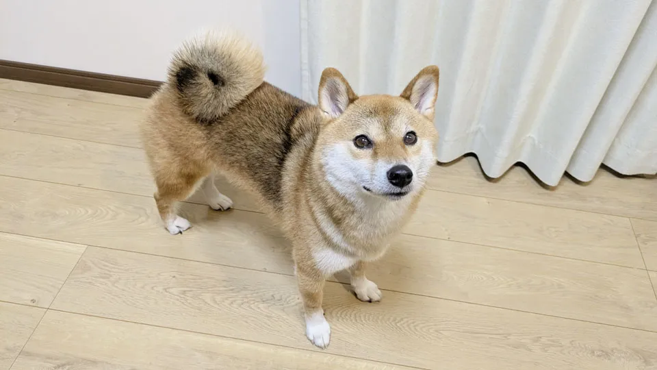 お家での「フリー」に潜む落とし穴と注意点