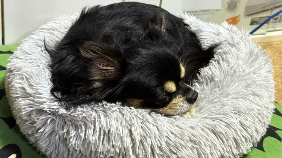 愛犬をソファー・ベッドに乗らせないための具体的なトレーニング