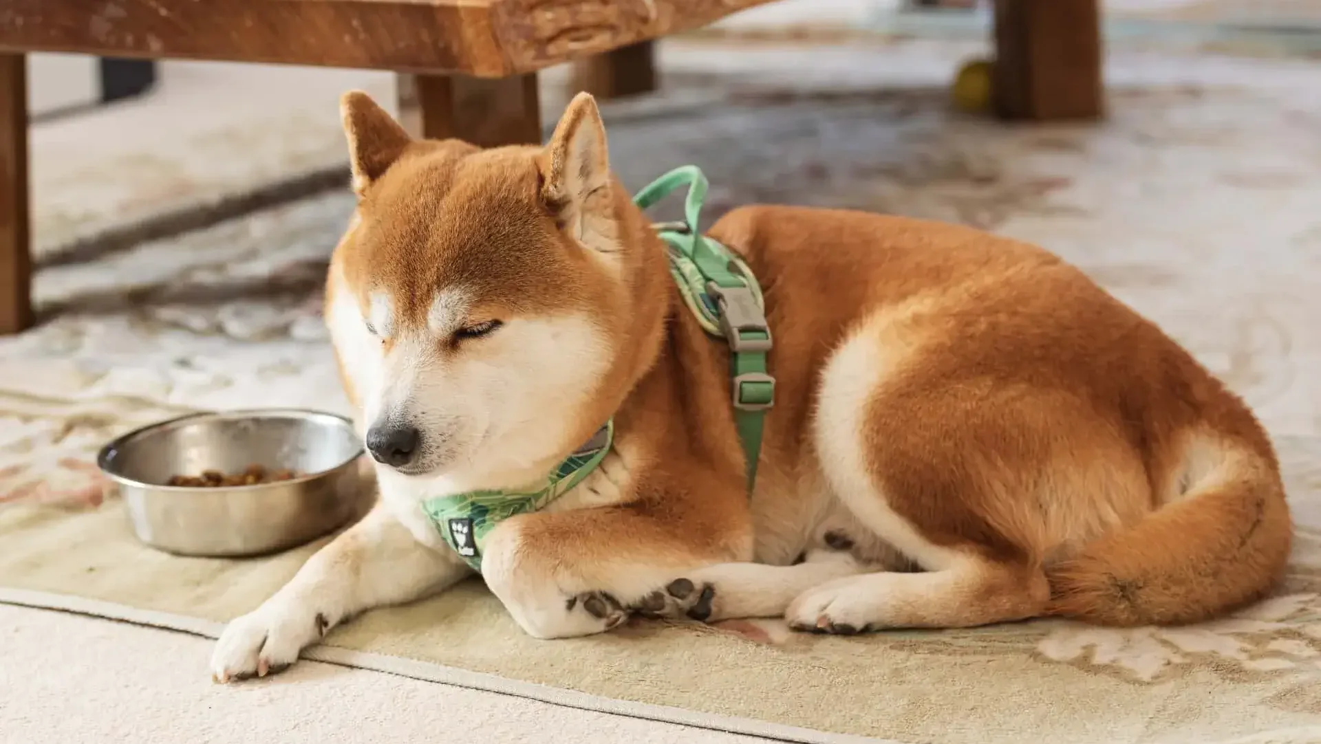 食事の与え方を見直して執着心を分散させる