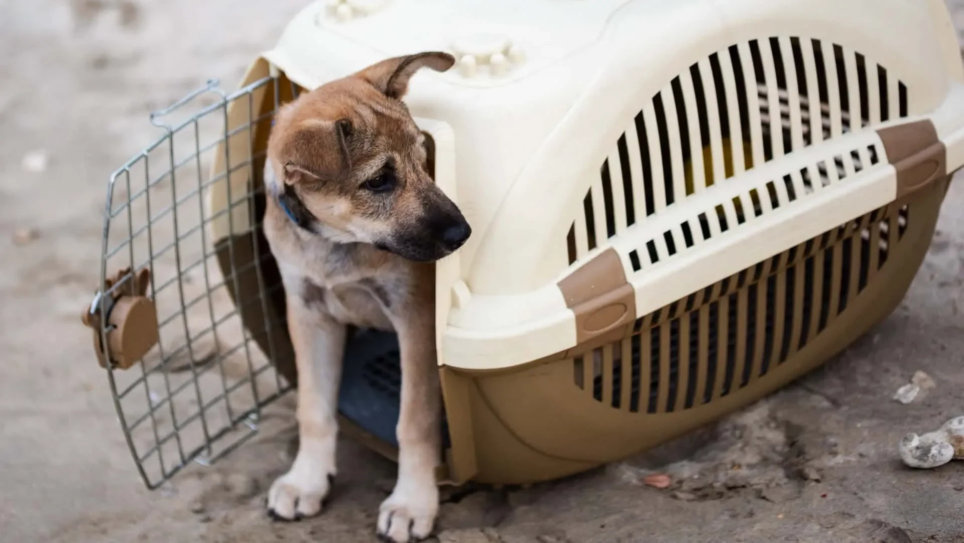 犬の警戒心を無くす方法