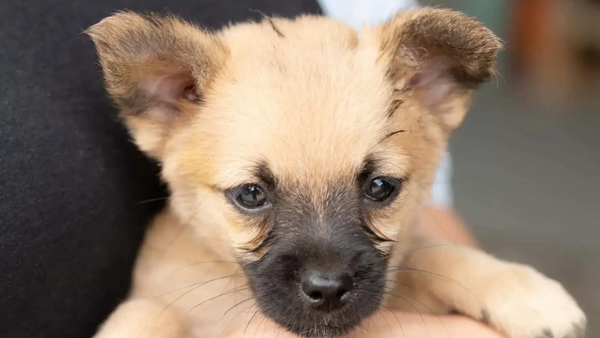 愛犬を抱っこ好きにするための対処法