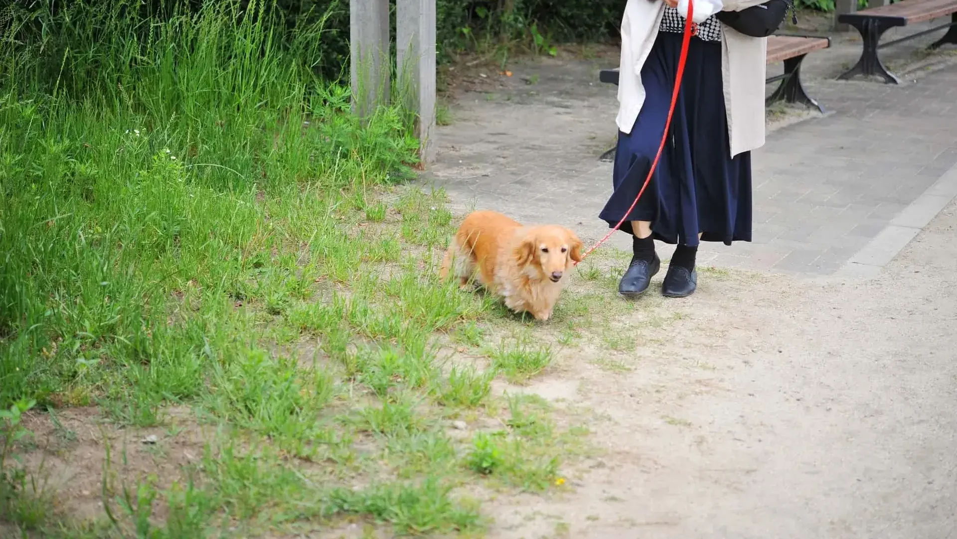 犬が歩かない原因の判別方法