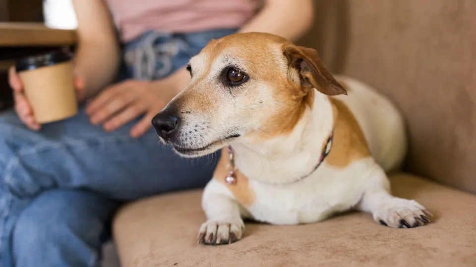 はじめに：愛犬が高い場所に乗ることを「当たり前」にしていませんか？