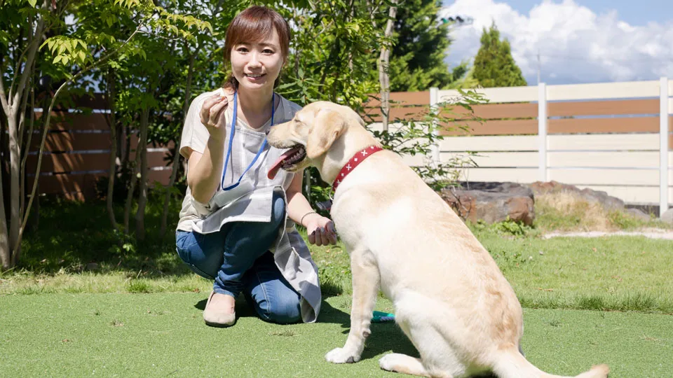 なぜ飼い主の言うことは聞かないのにトレーナーの言うことは聞くのか？