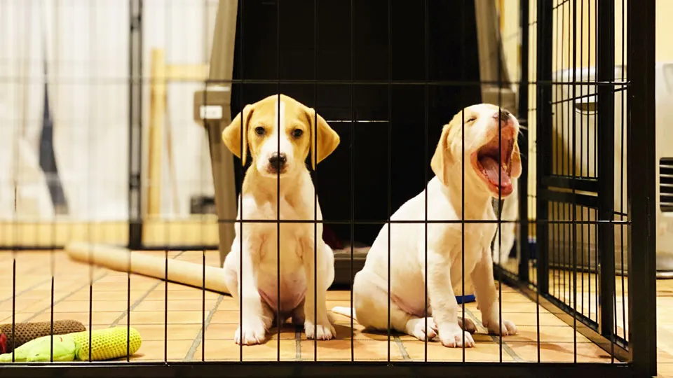 子犬の時期の「吠え」の正体とは?
