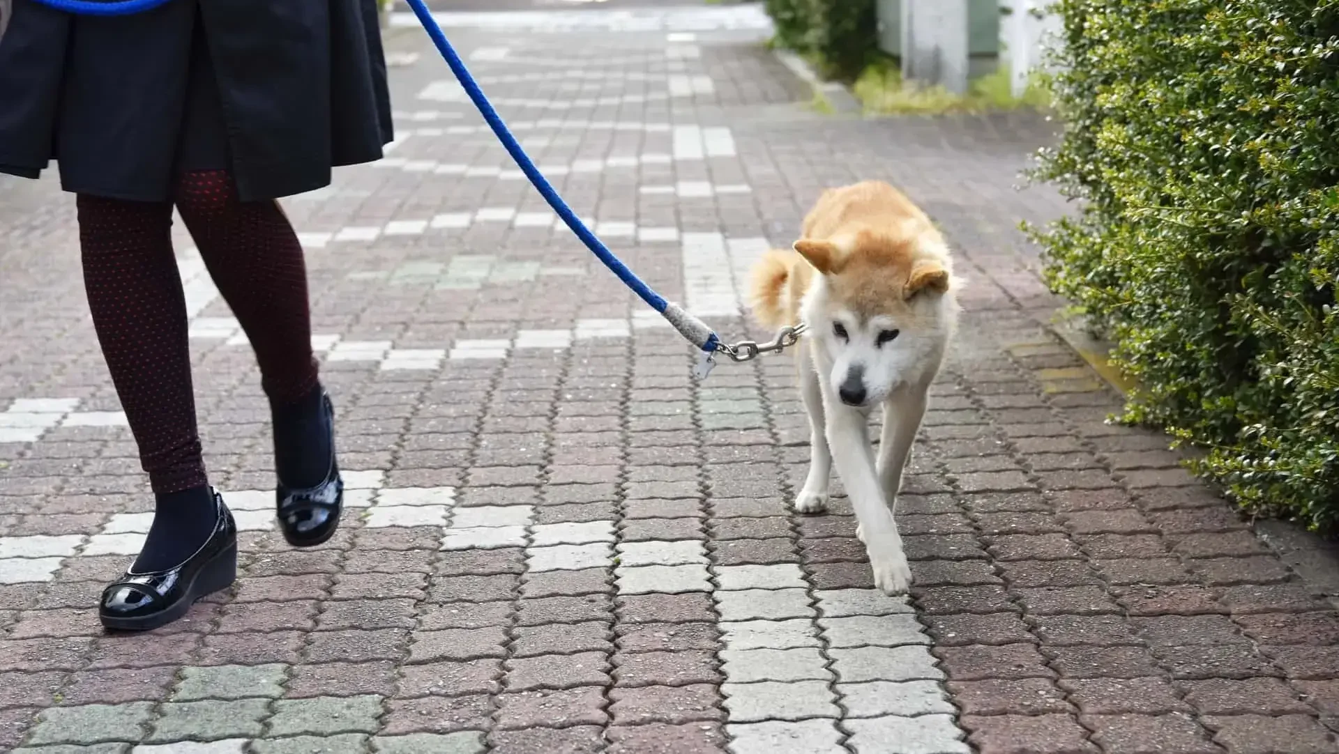 お散歩に関するアドバイス