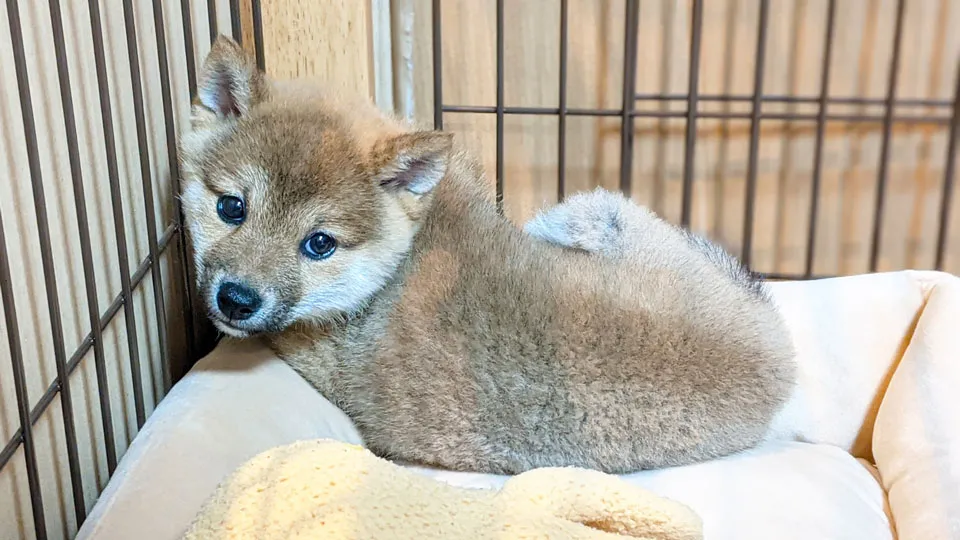 まとめ:環境を整えれば「ダメ」と言う必要はなくなる