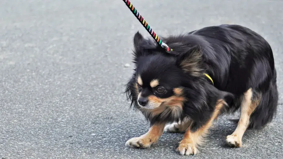 3. お家でのフリー中に注意すべき飼い主の「負の感情」