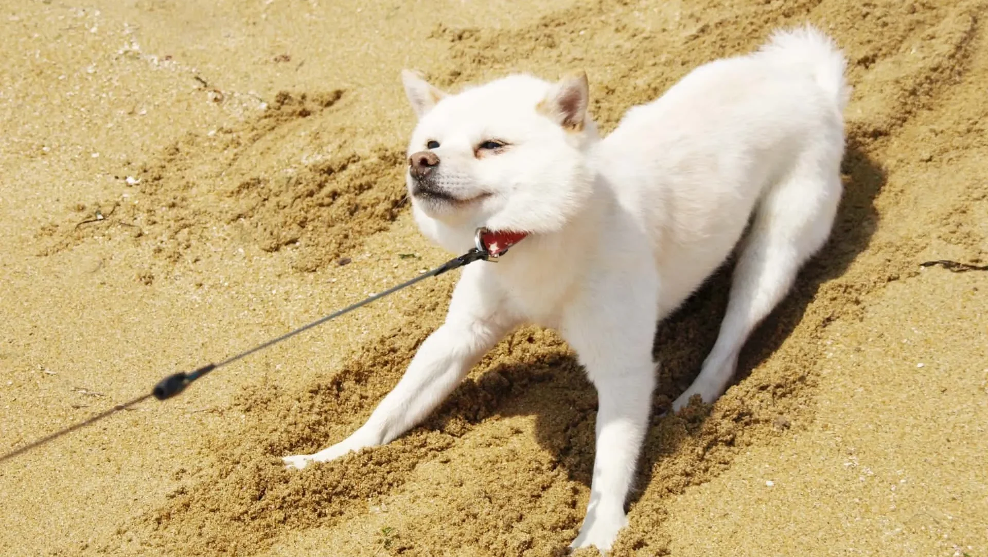 野犬の特徴