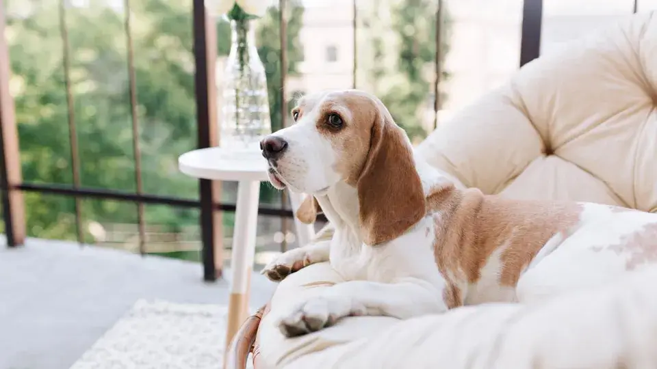 はじめに：愛犬は飼い主の「心」を映す鏡