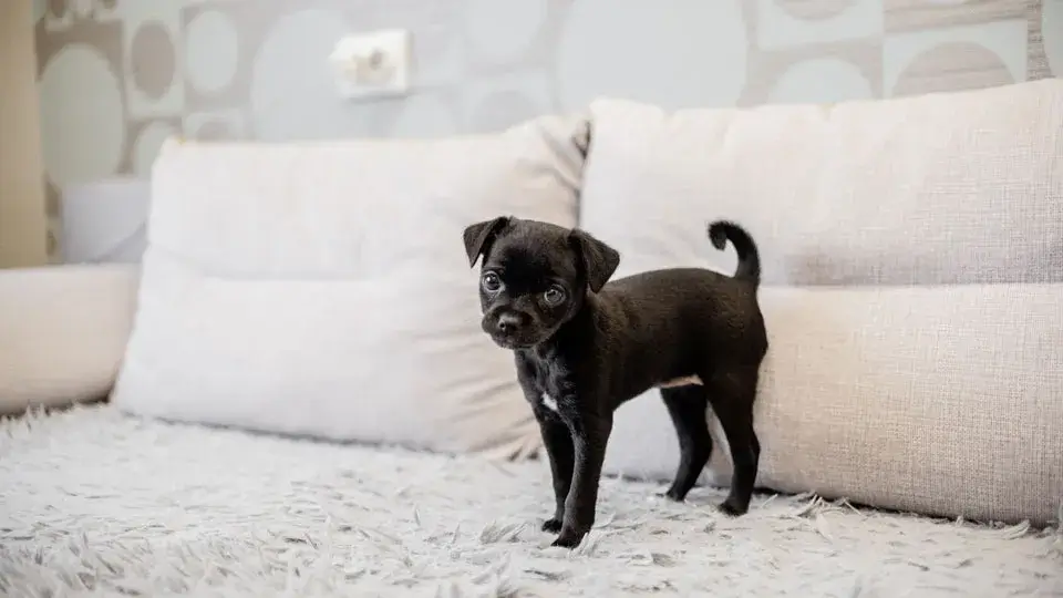 3. お家でのフリー中に注意すべき飼い主の「負の感情」
