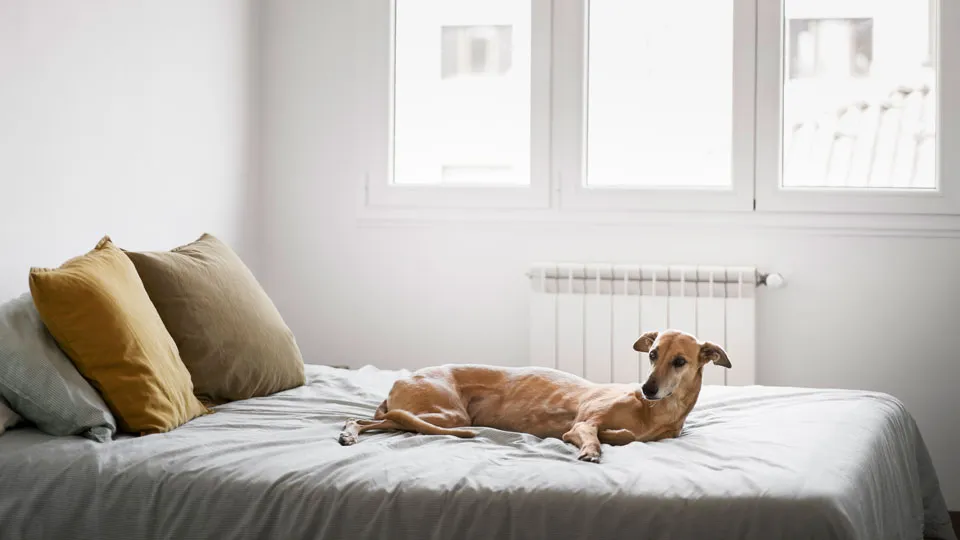 なぜ犬はソファーやベッドなどの「高い場所」を好むのか？