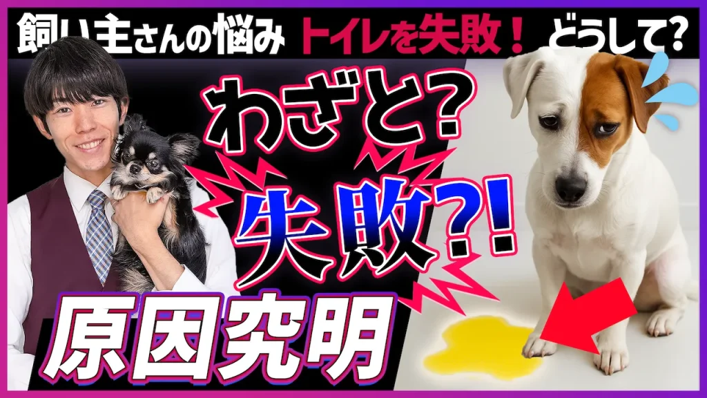 「どうしてトイレを失敗するの？」愛犬がわざと失敗する心理と、プロが教える3つの根本解決策