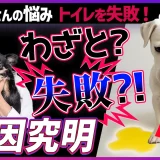「どうしてトイレを失敗するの？」愛犬がわざと失敗する心理と、プロが教える3つの根本解決策