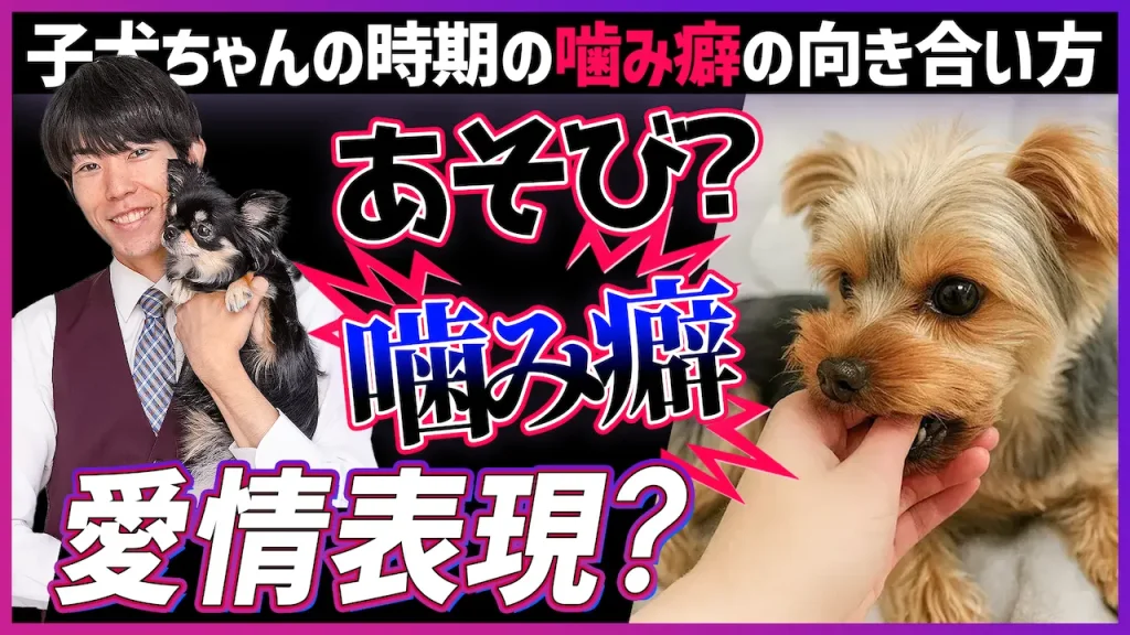 子犬の噛み癖は「愛情表現」?プロが教える、愛犬を傷つけないしつけと向き合い方