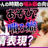 子犬の噛み癖は「愛情表現」？プロが教える、愛犬を傷つけないしつけと向き合い方