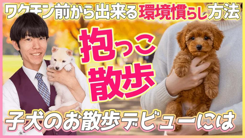 子犬のお散歩デビューはいつから?ワクチン前からできる「抱っこ散歩」のススメと注意点