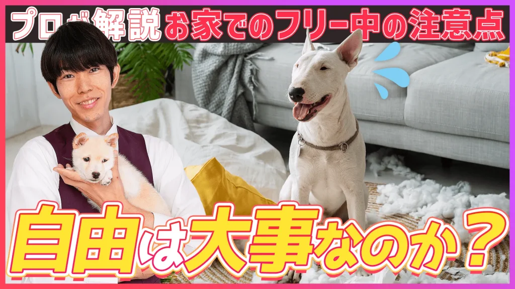 【自由は大事なのか？】お家でのフリー中の注意点 プロドックトレーナーが解説