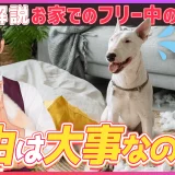 【自由は大事なのか？】お家でのフリー中の注意点 プロドックトレーナーが解説