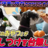 【「いつものおやつ」がしつけを台無しに？】ご褒美に依存させないための卒業テクニック