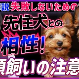 【多頭飼いの注意点】2匹目を迎える前に必見！先住犬との相性や失敗しないためのポイントをプロが解説