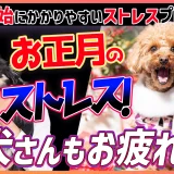 【愛犬さんもお疲れ】年末年始にかかりやすいストレス