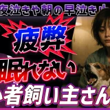 【初心者飼い主さん向け】わんちゃんの夜泣きや朝の早泣き