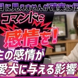 飼い主の感情が愛犬に与える影響