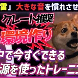 花火や雷大きな音を慣れさせる方法