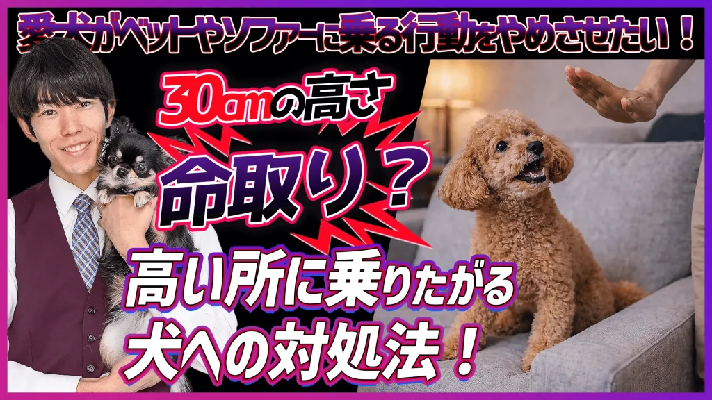 ワンちゃんがベットやソファーに乗る行動をやめさせたい！