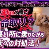 ワンちゃんがベットやソファーに乗る行動をやめさせたい！