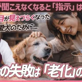 シニア犬のケアーと心の準備【今から準備しておくべきこと】トイレの失敗は「老化」のサイン | 耳が聞こえなくなると「指示」は通らない