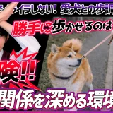 お散歩中 人の横を歩きたがらない時の対処方法【警告】勝手に歩かせるのは危険！愛犬の命を守るための「主導権」トレーニング
