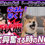食事の前に興奮してしまうワンちゃんの対処方法【プロが教えます！】「ごはん！早く！」の要求吠え、放置すると悪化します!