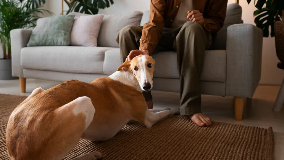 愛犬をソファー・ベッドに乗らせないための具体的なトレーニング