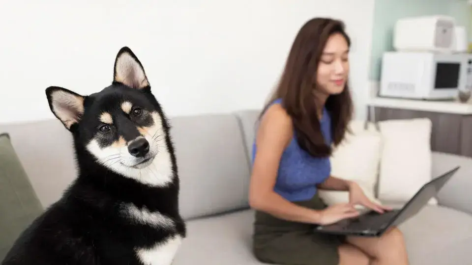 5. 室内フリーを成功させるためのステップ