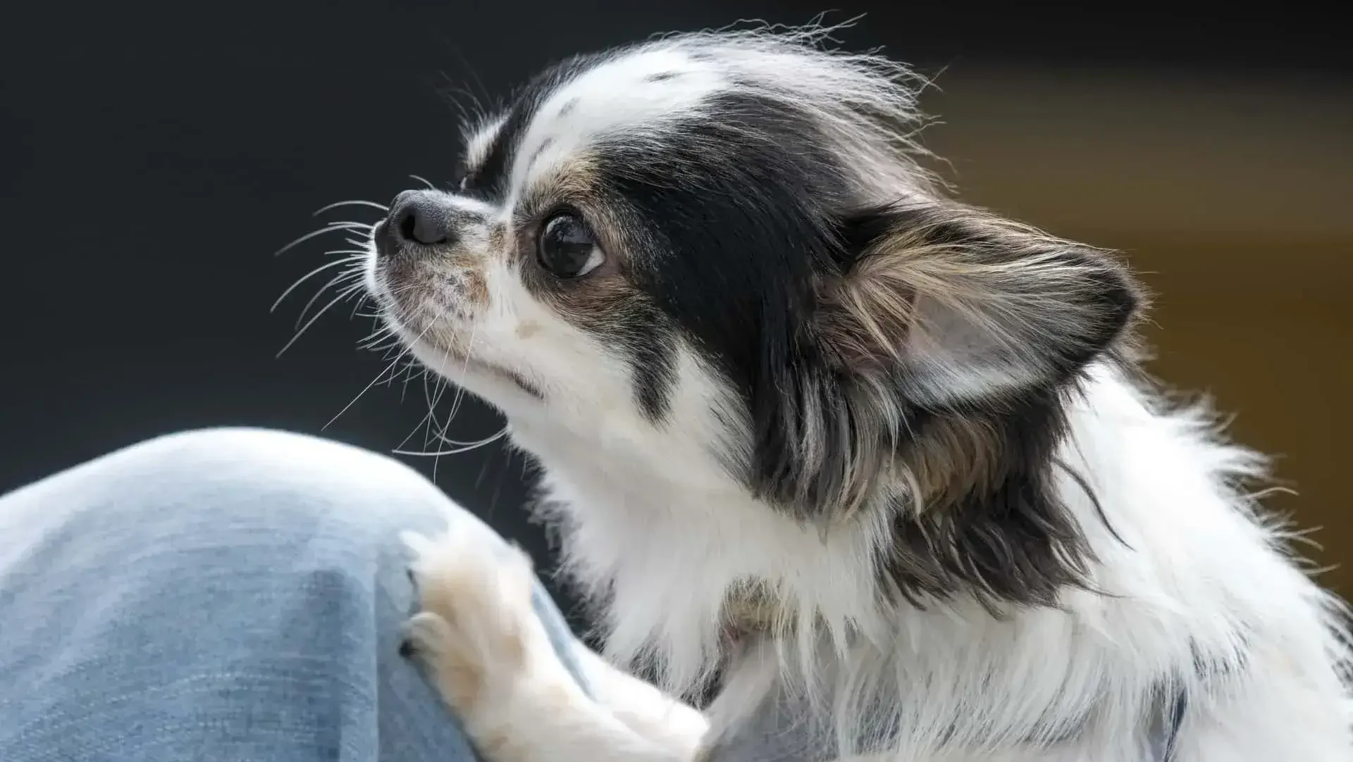 愛犬との暮らしをより豊かにするために